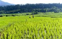 Paddy fields at Reshwari, Lolab, Jammu and Kashmir, India on 1st July 2013. (Photo: Sanjay Rawat/Out
